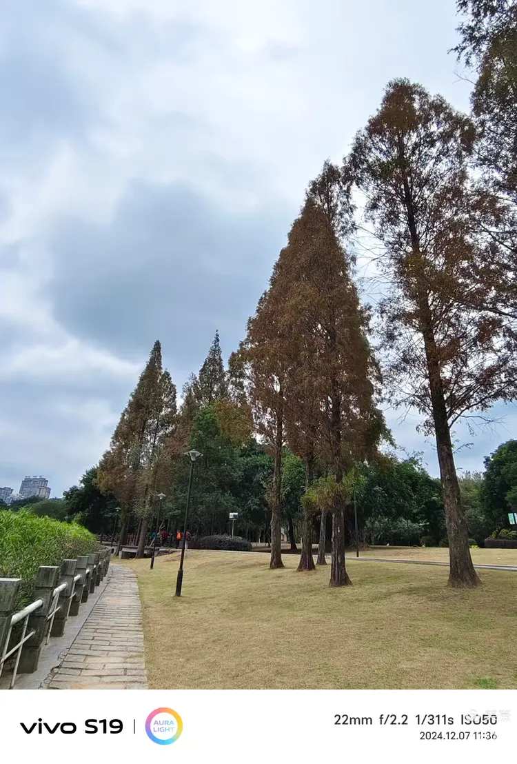 醉美原生态公园一福州南江滨 景点:水杉→雕塑→原生态公园 冬月7日